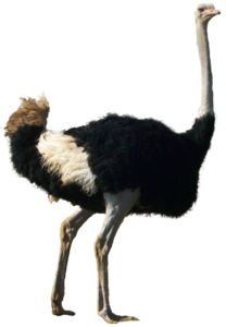 Ostrich Transparent Background PNG Clip art