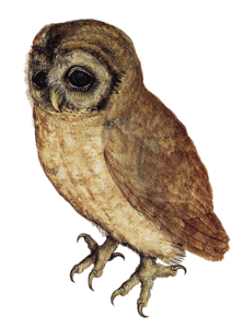 Owl PNG Transparent PNG Clip art