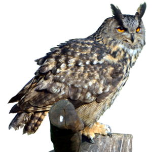Owl Transparent PNG PNG Clip art