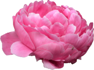 Peonies PNG Photo PNG images