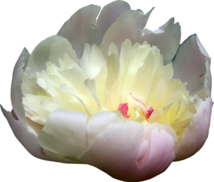 Peonies PNG Picture PNG Clip art