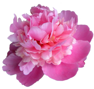 Peonies PNG Transparent Picture PNG Clip art