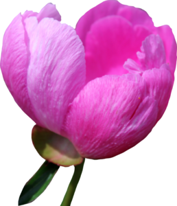 Peony PNG Free Download PNG Clip art