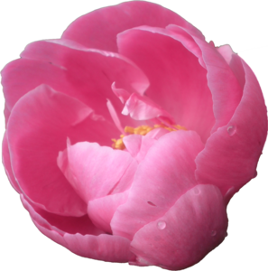 Peony PNG Pic PNG Clip art