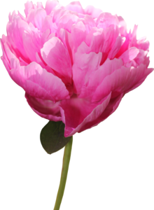 Peony PNG Picture PNG Clip art