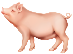 Pig PNG PNG images