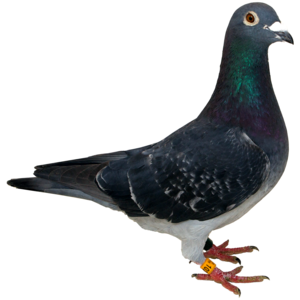Pigeon Background PNG PNG Clip art