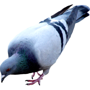 Pigeon PNG Picture PNG Clip art