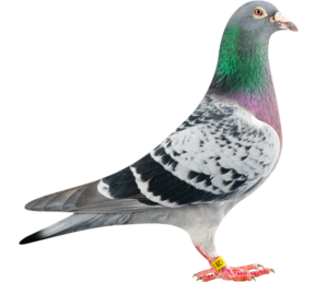 Pigeon Transparent PNG PNG Clip art