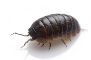 Pill Bugs PNG PNG images