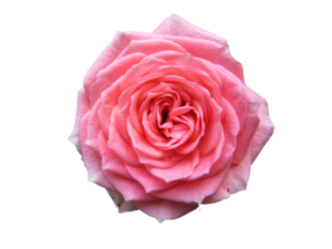 Pink Rose PNG Photo PNG Clip art