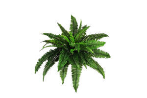 Plants PNG Transparent PNG Clip art