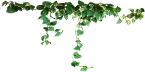 Plants Transparent PNG PNG Clip art