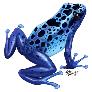 Poison Dart Frog PNG Transparent Image PNG Clip art