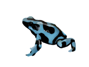 Poison Dart Frog PNG Transparent Picture Clip art