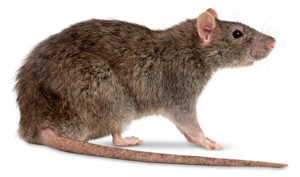 Rat PNG File PNG Clip art