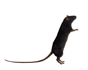 Rat PNG Image PNG Clip art