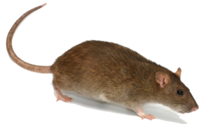 Rat PNG Transparent Image PNG Clip art
