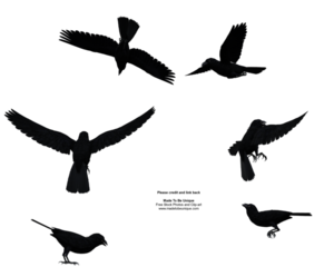 Raven Bird PNG File PNG Clip art