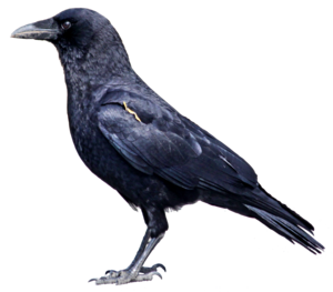 Raven Bird PNG Photos PNG Clip art