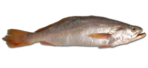 Real Fish PNG Pic PNG Clip art