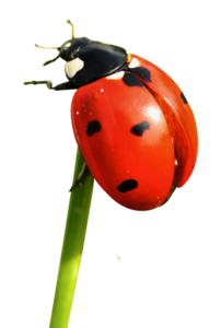 Red Ladybug PNG File PNG Clip art