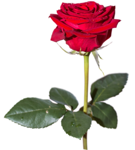 Red Rose PNG HD PNG Clip art