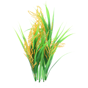 Rice PNG Picture PNG Clip art