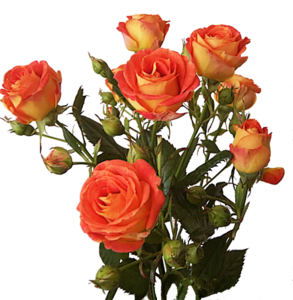 Rose Bunch PNG Image PNG Clip art