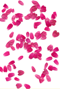 Rose Petals Transparent Background PNG Clip art