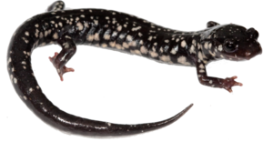 Salamander PNG File PNG icons