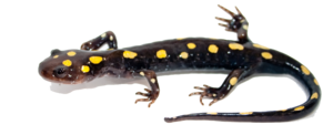 Salamander PNG Image PNG Clip art