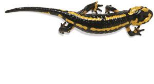 Salamander PNG Photos PNG image