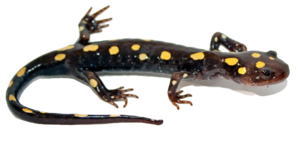 Salamander Transparent PNG PNG image