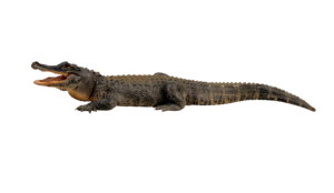 Saltwater Crocodile PNG Clipart PNG Clip art