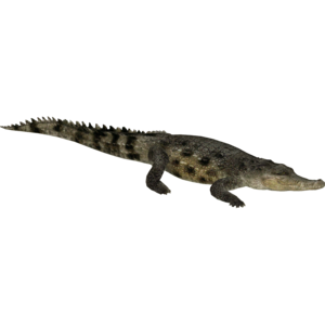 Saltwater Crocodile PNG Picture Clip art