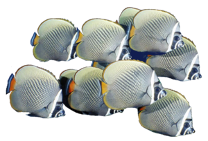 School of Fish PNG Free Download PNG Clip art