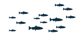School of Fish Transparent Background PNG Clip art
