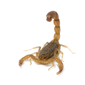 Scorpion PNG Picture PNG Clip art
