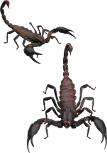 Scorpion Transparent Background PNG Clip art