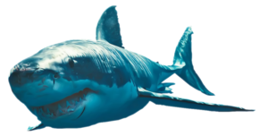 Shark PNG Clipart PNG image