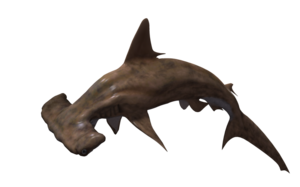 Shark PNG Pic PNG icons
