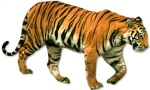 Siberian Tiger PNG Free Download PNG Clip art