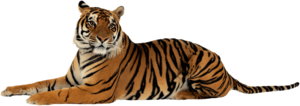 Siberian Tiger PNG Image PNG Clip art