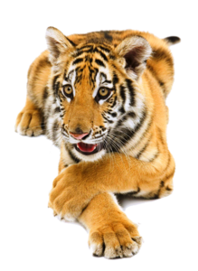 Siberian Tiger PNG Pic PNG Clip art