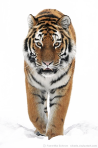 Siberian Tiger PNG Transparent Image PNG Clip art