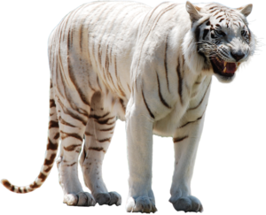 Siberian Tiger PNG Transparent PNG Clip art
