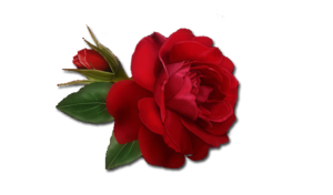 Single Red Rose PNG Clipart PNG Clip art