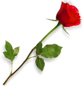 Single Red Rose PNG Image PNG Clip art