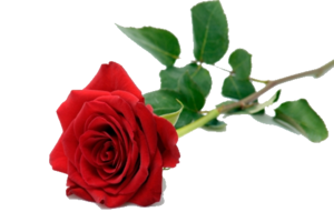 Single Red Rose PNG Pic PNG Clip art